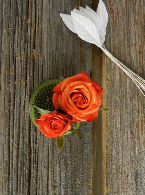 MAMBO  ORANGE SPRAY ROSES